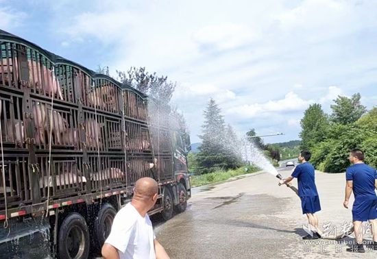 眼見一車生豬被救，長(zhǎng)途司機(jī)李師傅終于松了口氣 (1)_副本.jpg