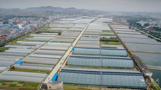 清泉鎮(zhèn)河東街村千畝大棚蔬菜基地.jpg