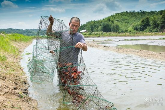 農民在收獲龍蝦.jpg.jpg