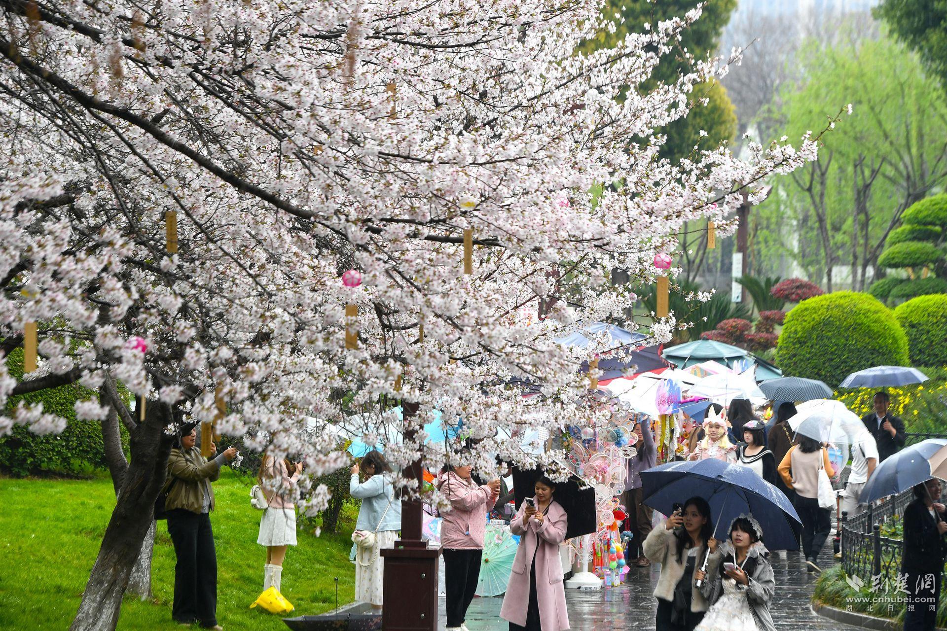 市民在堤角公園雨中賞櫻，1300余株櫻花按花期分為早、中、晚三期，紅粉白綠四色交織，花期可持續(xù)至四月上旬，游客總能找到心頭好.j